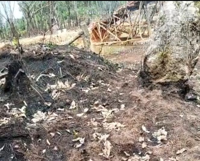 
					Aktivitas penambangan emas tanpa izin diketahui sedang marak dilaksanakan di wilayah Desa Tanah Bekali, Kecamatan Pangean, Kabupaten Kuantan Singingi. Lokasi operasi ilegal tersebut berada tepat di dalam areal perkebunan karet milik warga